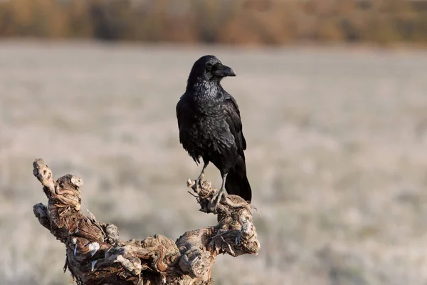 Corbeau Noir Sur Terrain Sur Fond Nature — Photo