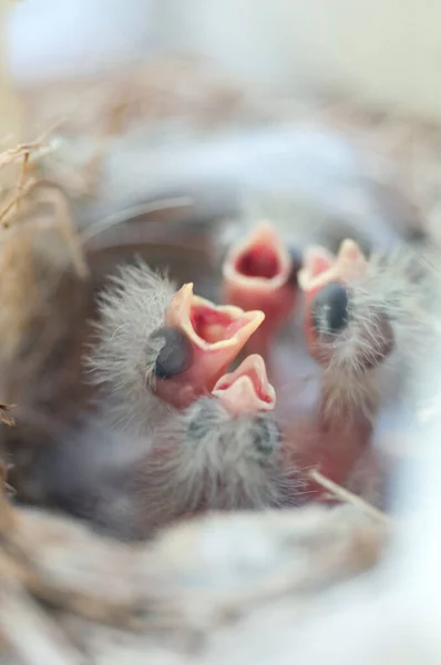 Petits Oiseaux Bouche Ouverte Dans Nid Sur Fond Nature — Photo