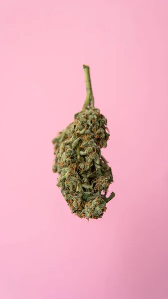 Isolierte Marihuana Knospe Auf Rosa Hintergrund Medizinisches Marihuana Konzept — Stockfoto