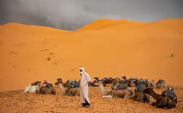 Berber Homem Com Seus Camelos — Fotografia de Stock