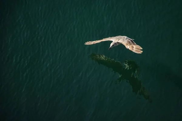 Möwe Fliegt Meer Vor Dem Hintergrund Der Natur — Stockfoto