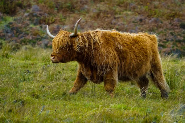 Highland Cow Isle Skye Skottland Förenade Kungariket — Stockfoto