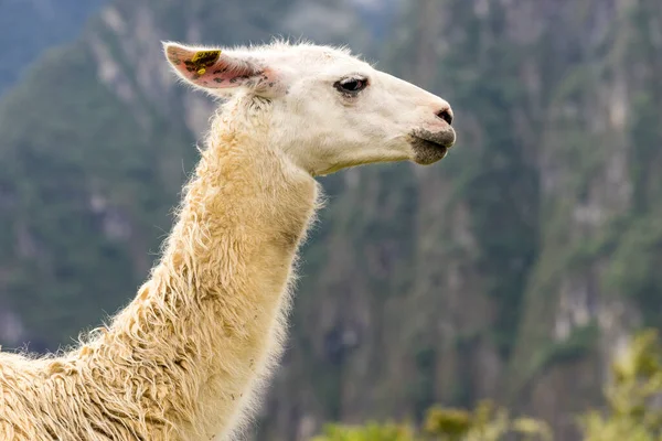 Side View Llama Head Neck Machu Picchu Peru — Stock Photo, Image