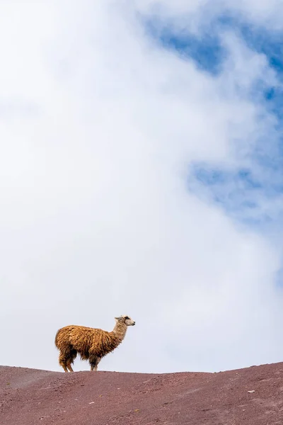 Lama Stojąca Rainbow Mountain Vinicunca Pitumarca Peru — Zdjęcie stockowe