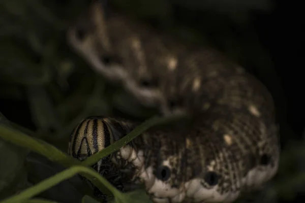 Primo Piano Ritratto Serpente Sfondo Verde Messa Fuoco Selettiva — Foto Stock