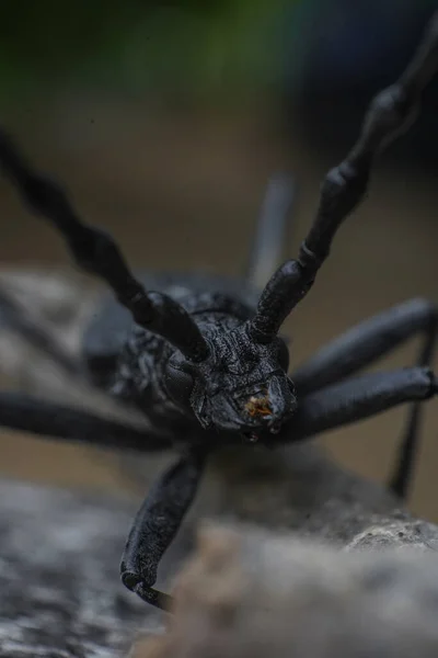 Capricorn Långhorn Skalbaggar Coleoptere Insekt Ansikte — Stockfoto