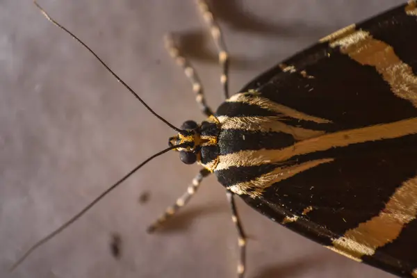 Jersey Tiger Macro Day Moth — Stock Photo, Image