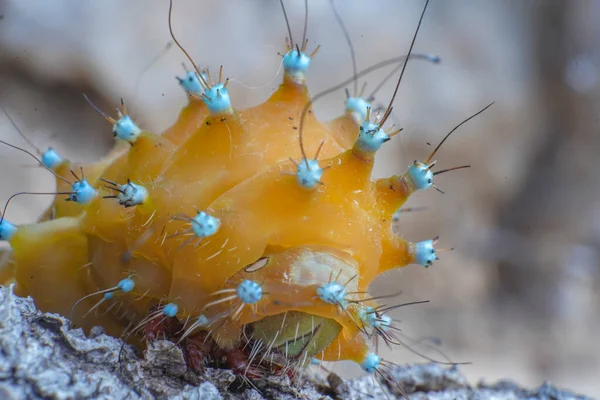 Giant Peacock Moth Caterpillar Macro Body — Stock Photo, Image