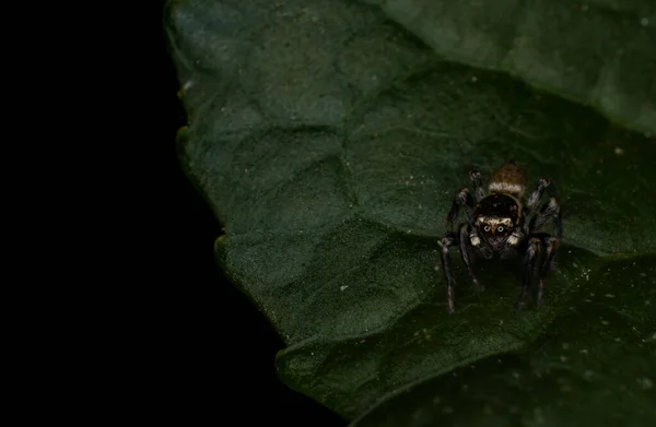 Primer Plano Plano Hermosa Saltamontes Verde — Foto de Stock