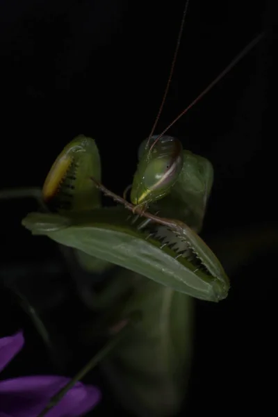 Κλείσιμο Του Εντόμου Mantis Στο Παρασκήνιο — Φωτογραφία Αρχείου