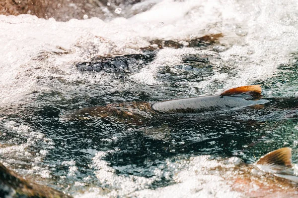 Olympic National Park Salmon Cascades — Foto de Stock