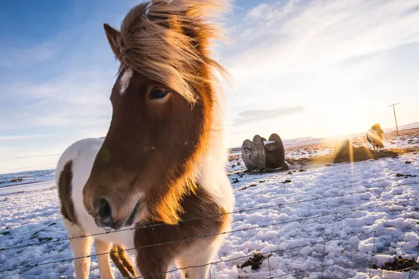 Icelandic Horse Winter Nature Background — Stock Photo, Image