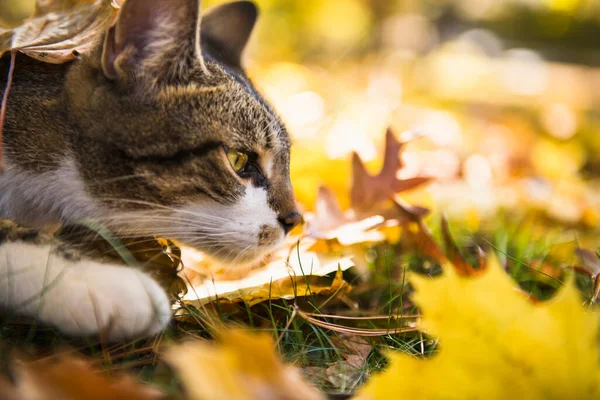 Katze Garten — Stockfoto