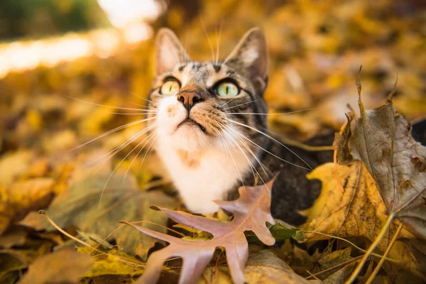 Hojas Otoño Con Ojos Amarillos — Foto de Stock