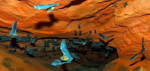 Pipistrelli Sundevall Hipposideros Caffer Volo Nella Foresta Arroccato Grotta Hokou — Foto Stock