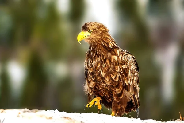 Nahaufnahme Eines Schönen Adlers Wald — Stockfoto