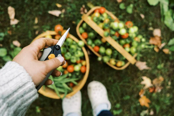 Woman Hands Holding Tool Tomatoes Garden — Stock Photo, Image