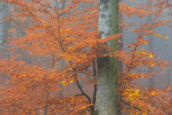 Nebel Morgen Tschechien — Stockfoto