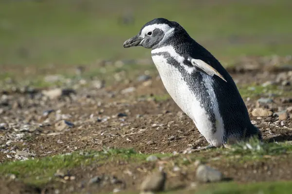 Magellanský Tučňák Ostrov Magdalena Přírodní Památka Los Pinginos Punta Arenas — Stock fotografie
