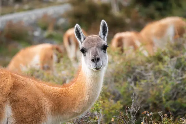 Lama Torres Del Paine National Park Chile — Stock Photo, Image