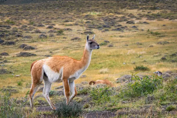 Lama Torres Del Paine National Park Chile — Stock Photo, Image