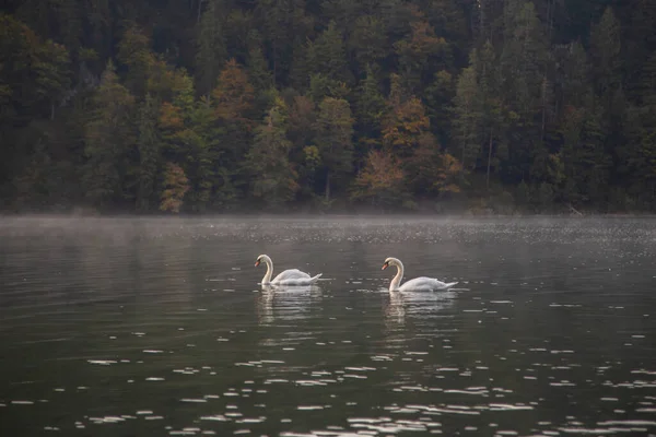 Schwäne Schwimmen See Vor Naturkulisse — Stockfoto