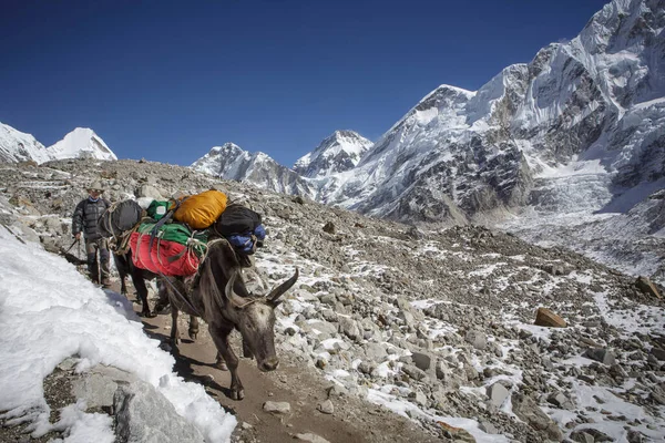 Pociąg Zaopatrzeniowy Trasie Everest Base Camp Nepalu — Zdjęcie stockowe