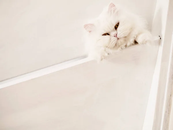 Niedliche Weiße Flauschige Katze Hause — Stockfoto