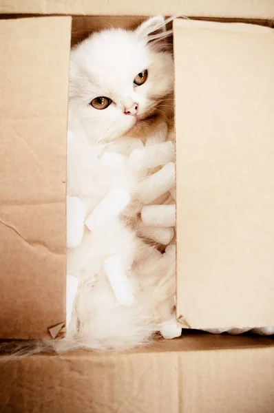 Lindo Blanco Esponjoso Gato Caja Casa — Foto de Stock