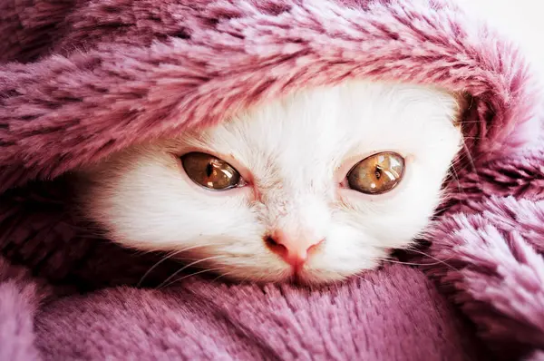 Милый Белый Пушистый Кот Одеяле Дома — стоковое фото