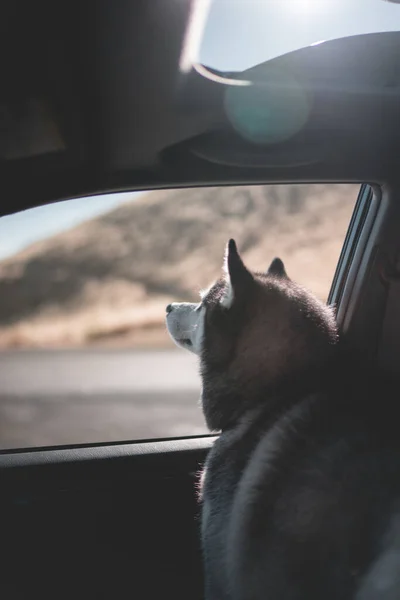 Köpek Arabanın Arka Camında Oturuyor — Stok fotoğraf