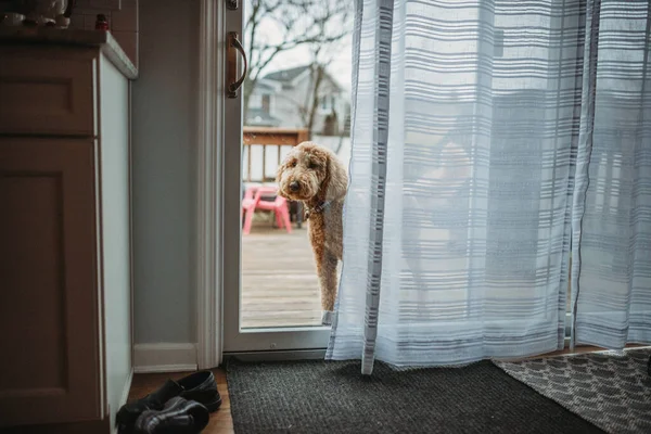 Золотая Собака Смотрит Большую Стеклянную Дверь Снаружи — стоковое фото