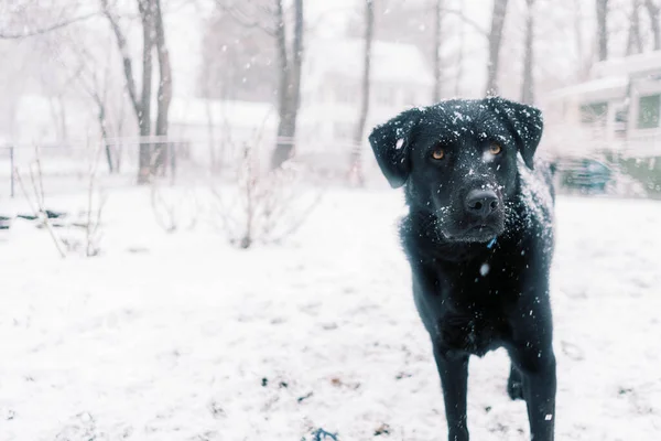 Czarny Pies Labrador Retriever Śniegu — Zdjęcie stockowe