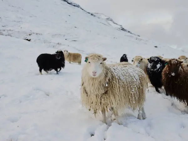 Moutons Dans Les Montagnes Troupeau Moutons Broutant Dans Neige Pays — Photo