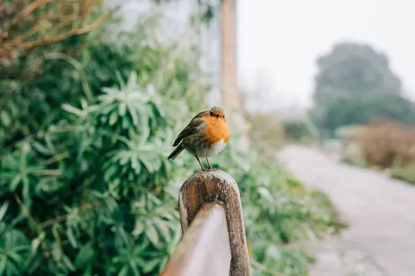 自然を背景に晴れた日に公園でかわいい鳥 — ストック写真