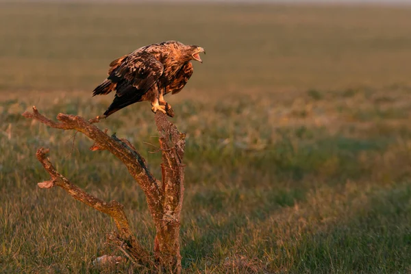 Belo Tiro Uma Águia Selvagem Savana Kenya — Fotografia de Stock