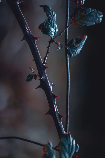 Plante Ronce Sèche Dans Nature — Photo