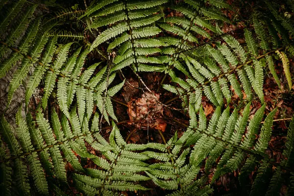 Feuilles Dans Une Forêt Hiver — Photo