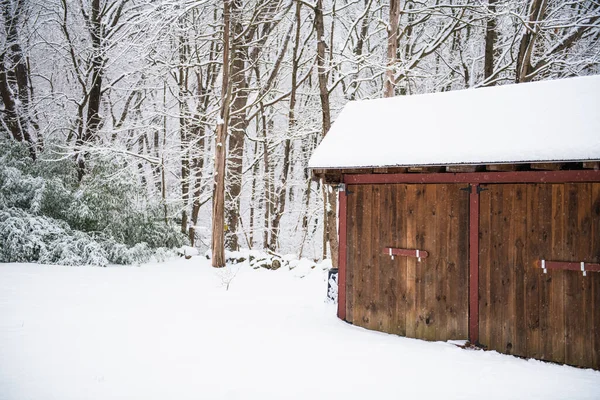 Hauskatze Spielt Winterschnee — Stockfoto