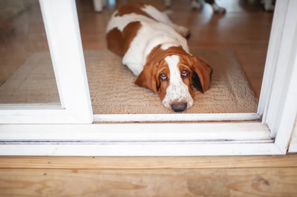 Cute Lazy Dog Relaxing Home — Stock Photo, Image