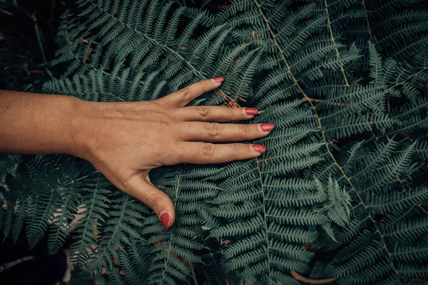 Fechar Mãos Uma Mulher Segurando Uma Folha Verde Fundo Uma — Fotografia de Stock