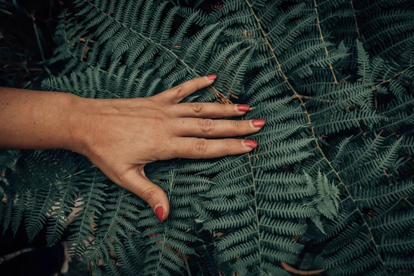 Close Woman Hands Holding Green Leaf Background Palm Tree — Stock Photo, Image