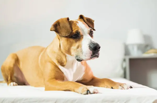 Cute Staffordshire Terrier Dog Lying Bed Indoor Close Portrait — Stock Photo, Image