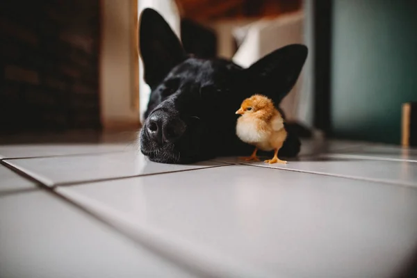 Κοιμώμενος Σκύλος Και Φίλος Κοτόπουλο Στο Πάτωμα Εσωτερικούς Χώρους — Φωτογραφία Αρχείου