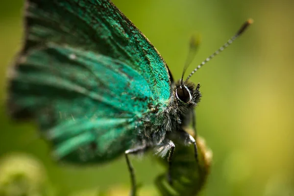 Papillon Vert Sur Fond Vert — Photo