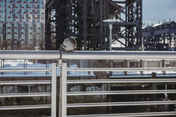 Pombo Empoleirado Cerca Metal Nyc — Fotografia de Stock