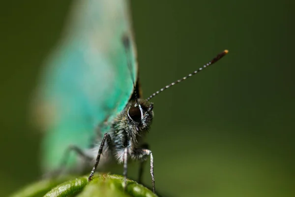 Gros Plan Papillon Vert Sur Une Fougère — Photo