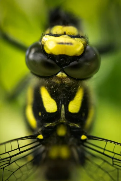 Primo Piano Volto Libellula — Foto Stock