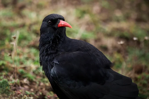 Corbeau Noir Dans Parc — Photo