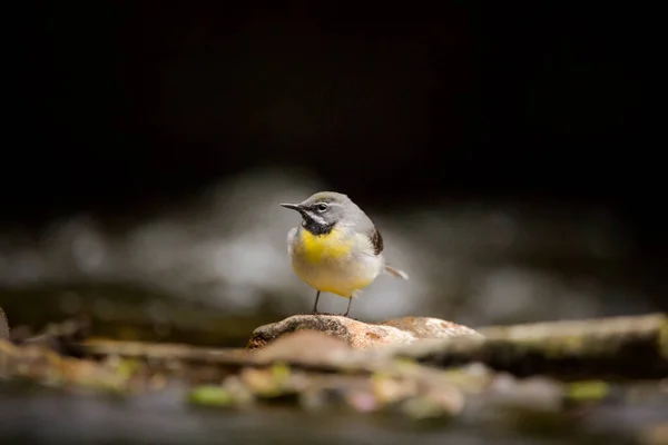 Vue Oiseau Dans Nature Sur Fond Flou — Photo